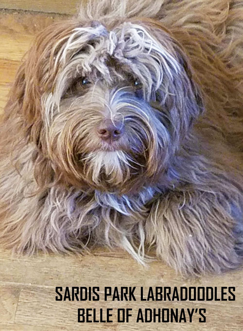 australian labradoodle
